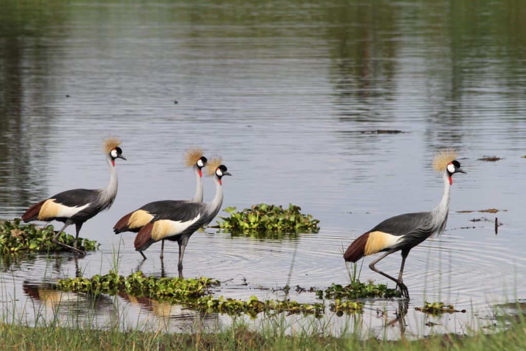 Grey-Crowned-Cranes-Akagera-NP-Gems-of-Rwanda-1024×683