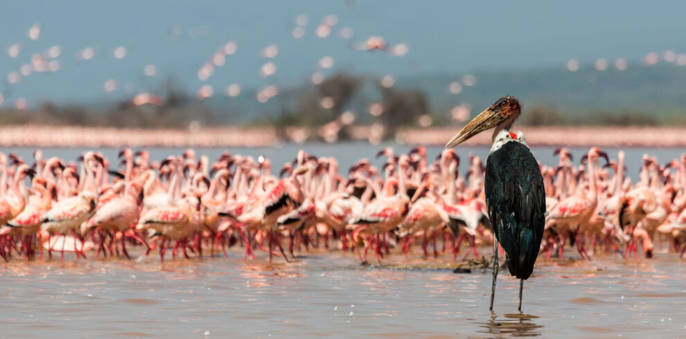 lake Naivasha. Kenya Safaris