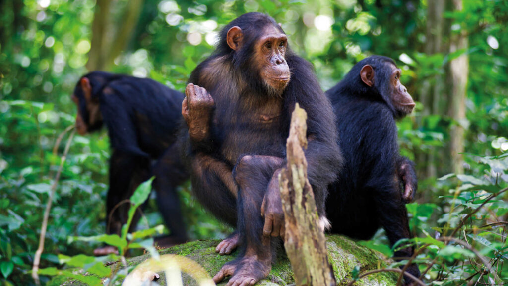 chimps-of-the-nyungwe-forest-