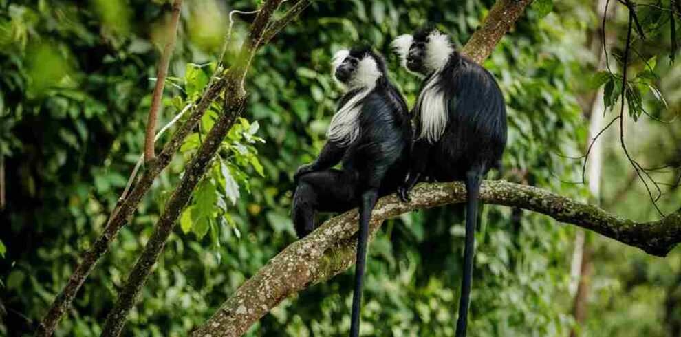 colobus-monkey-trek
