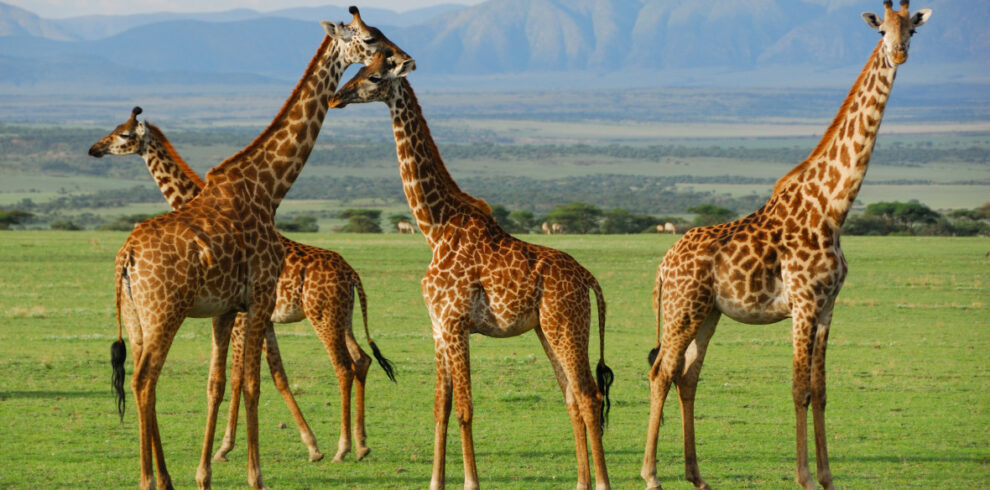 serengeti-national-park-tanzania